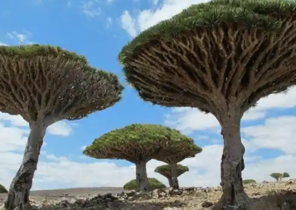 Unusual umbrella-shaped Dragon Blood trees on the island of Socotra