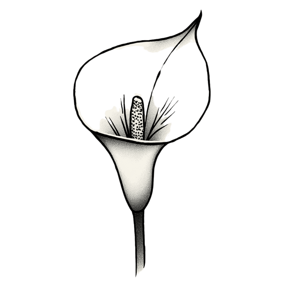 Single calla lily tattoo design